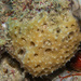 Scopalina hapalia