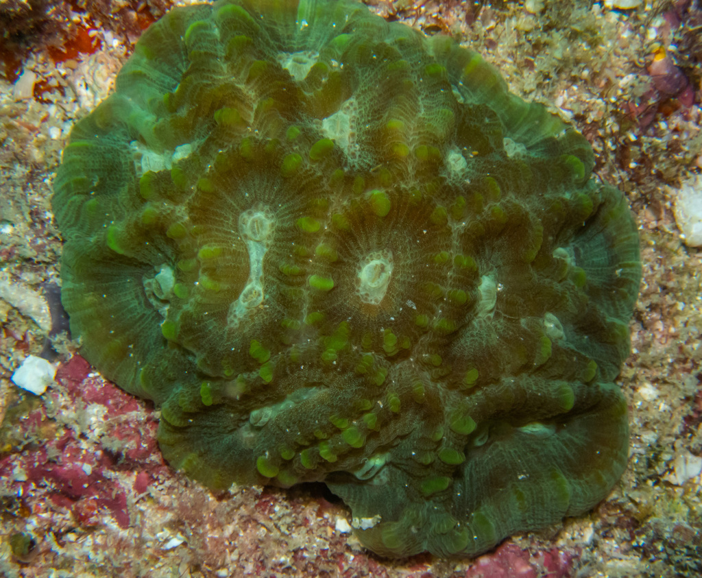 knob coral