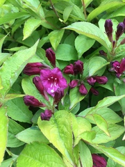 Weigela