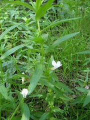Gratiola officinalis