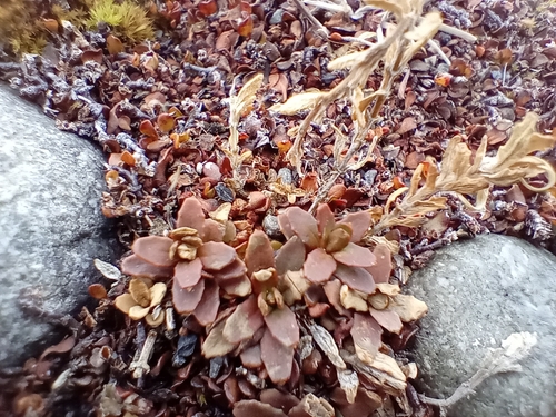 Epilobium hectorii (Epilobium hectorii)