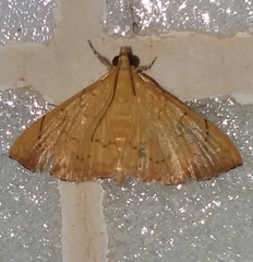 Hyalobathra