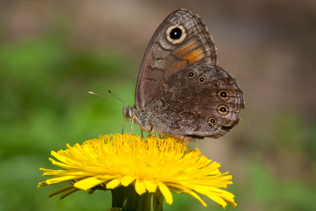 Lasiommata petropolitana