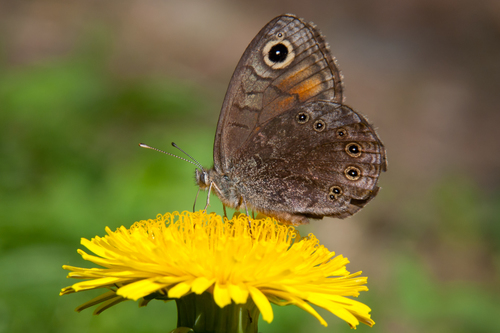 Northern Wall Brown