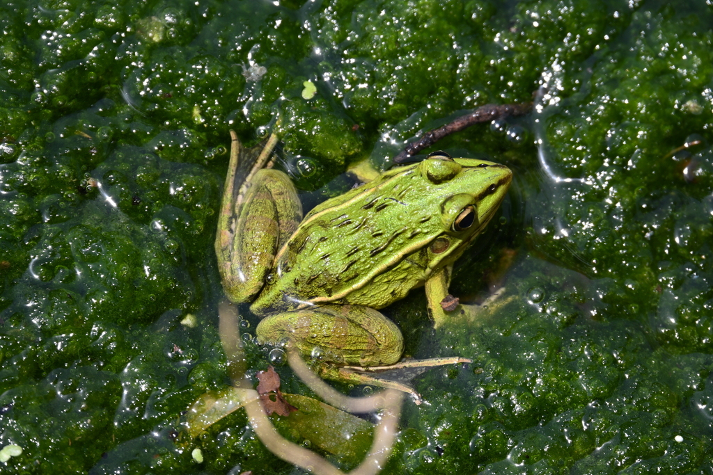 Black-spotted Frog in June 2024 by 红梅 · iNaturalist