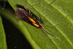 Mathildana newmanella