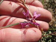 Clarkia xantiana