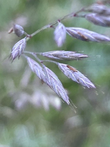 Image of Festuca idahoensis by (c) Aaron Liston, some rights reserved (CC BY)