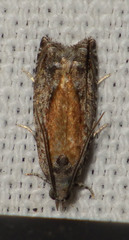 Epinotia nisella