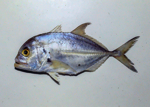 Bluespotted trevally (Caranx bucculentus) — Carangidae — 4