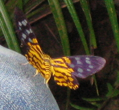 Dysphania subrepleta