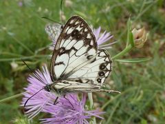 Melanargia arge