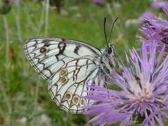 Melanargia arge
