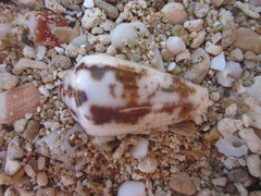 Conus magus