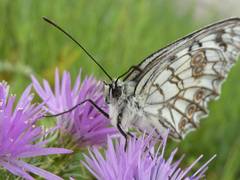 Melanargia arge