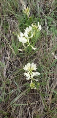 Astragalus pectinatus