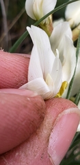 Astragalus pectinatus