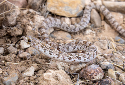Chihuahuan Hook-nosed Snake