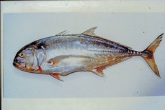 Tille Trevally photo 4