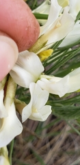 Astragalus pectinatus