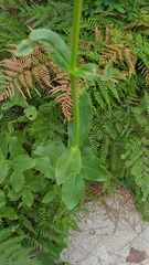Physostegia digitalis