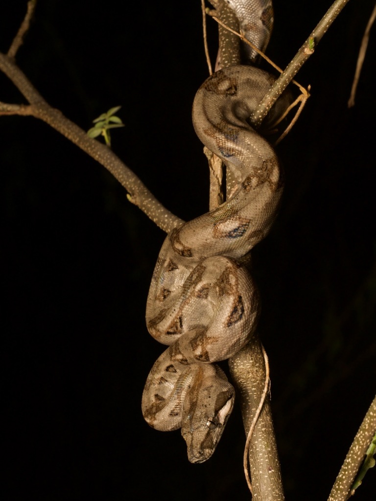 Central American Boa