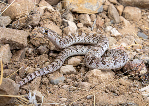 Chihuahuan Hook-nosed Snake