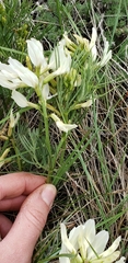 Astragalus pectinatus