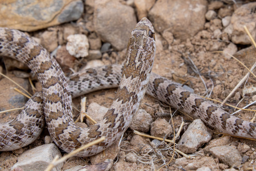 Chihuahuan Hook-nosed Snake