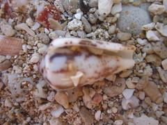 Conus magus