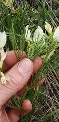 Astragalus pectinatus