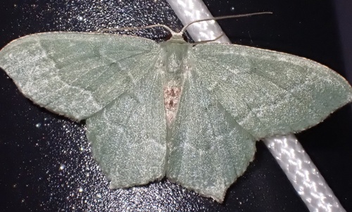 Common Emerald, Graafland, Groot-Ammers, South Holland, NL, photo 7 of 10