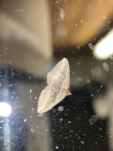 Costaconvexa polygrammata