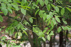 Acer carpinifolium