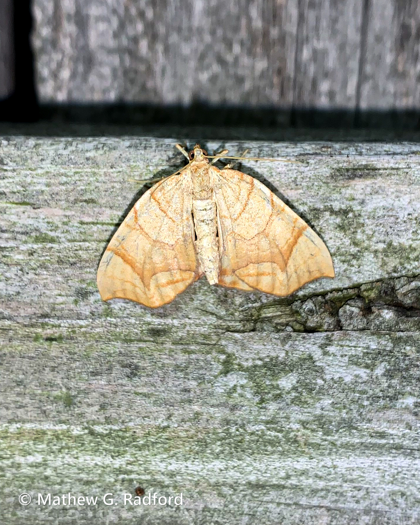 Greater Grapevine Looper Moth from Tulsa, OK, USA on June 28, 2024 at ...