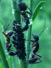 Aphis cytisorum sarothamni