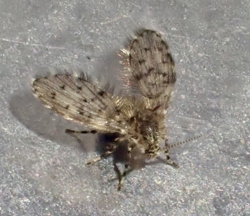 Paramormia ustulata
