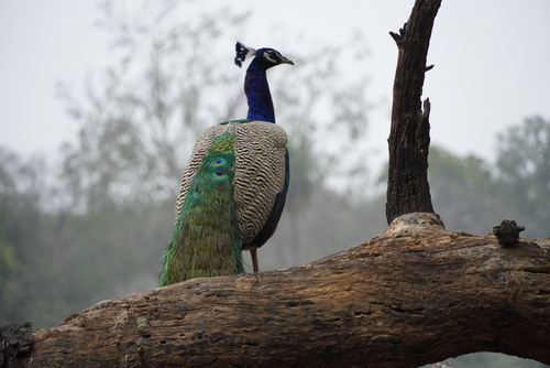 Indian Peafowl