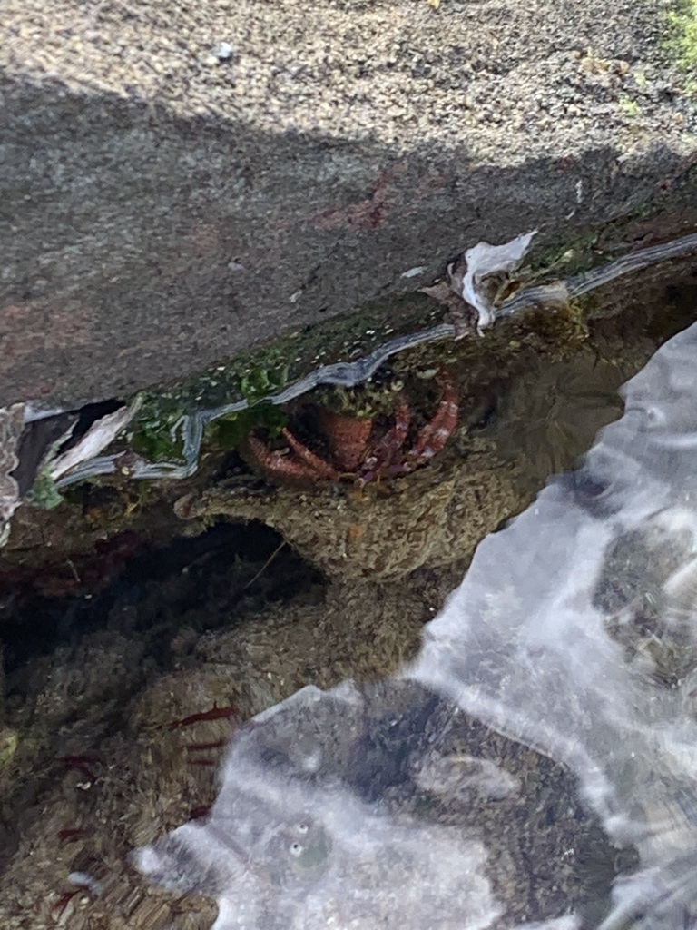 Mauve Eyed Hermit Crab from Angourie NSW 2464, Australia on June 28 ...