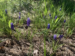Muscari botryoides