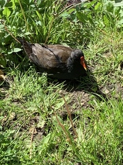Gallinula chloropus