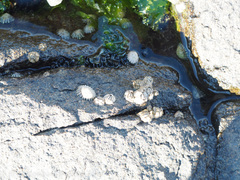 Chthamalus antennatus