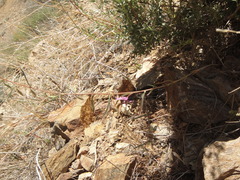 Clarkia xantiana