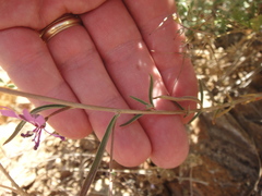 Clarkia xantiana