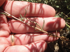 Clarkia xantiana
