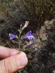 Penstemon roezlii