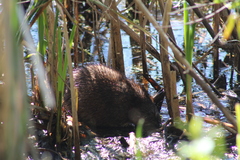 Ondatra zibethicus zibethicus