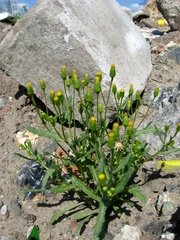 Senecio dubitabilis