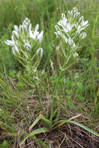 Ornithogalum comosum