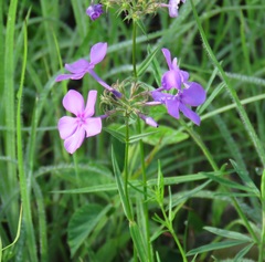 Phlox pilosa pilosa